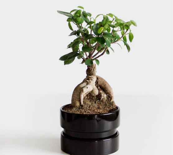 【注册码序列号】永久激活的DDOS网页端