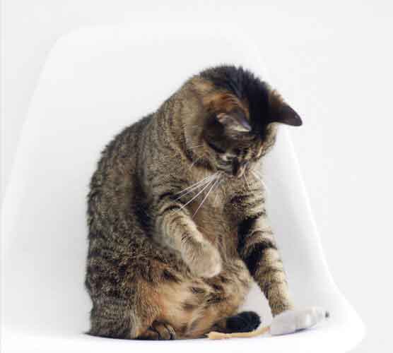 cc攻击免费网页版